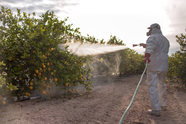 Best Termite Inspection and Treatment  in Napavine, WA